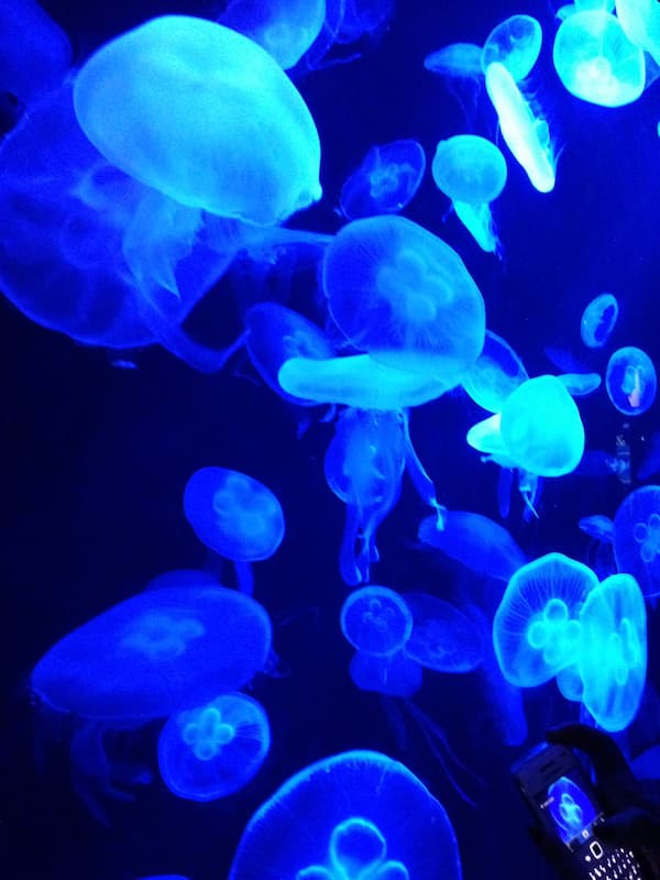 The blue jellyfish