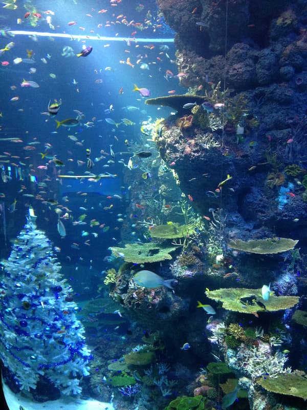 Many spacies of fishes in the huge fish tank