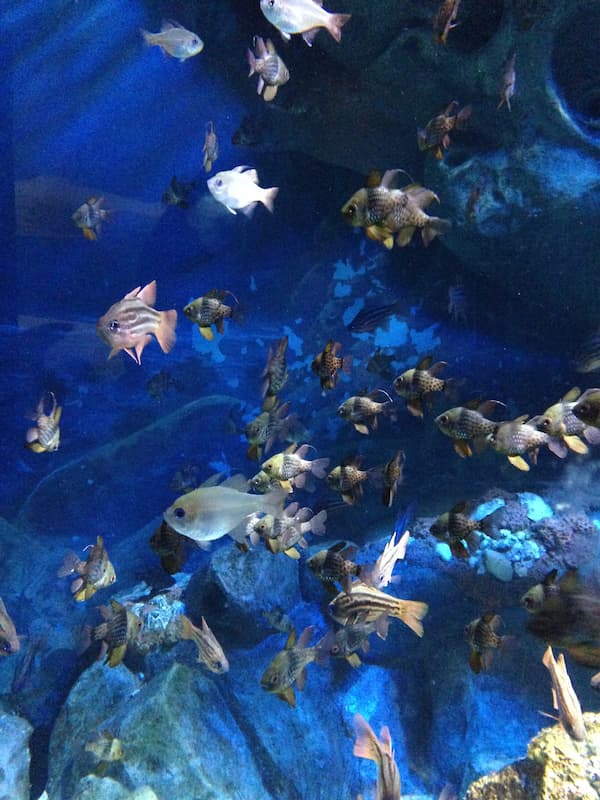 Many spacies of fishes in the huge fish tank