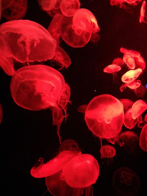 The red jellyfish