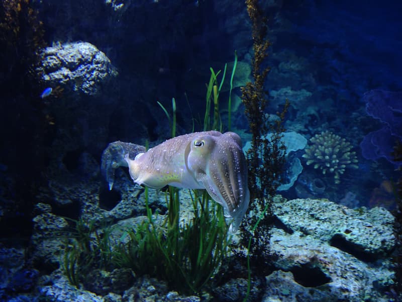 The cute squid