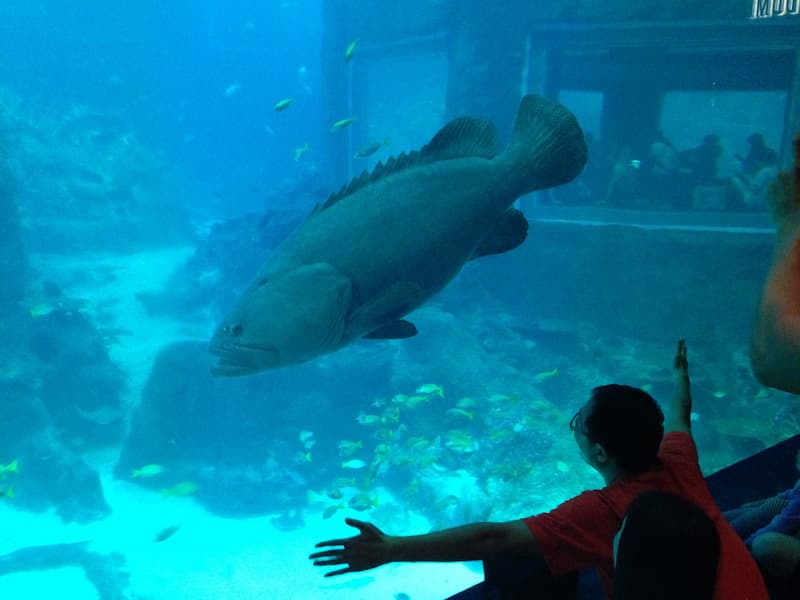 The fish as huge as human