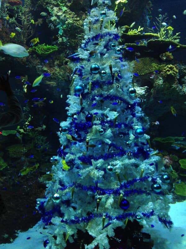 The christmas tree in the fish tank