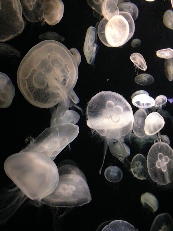 The white jellyfish