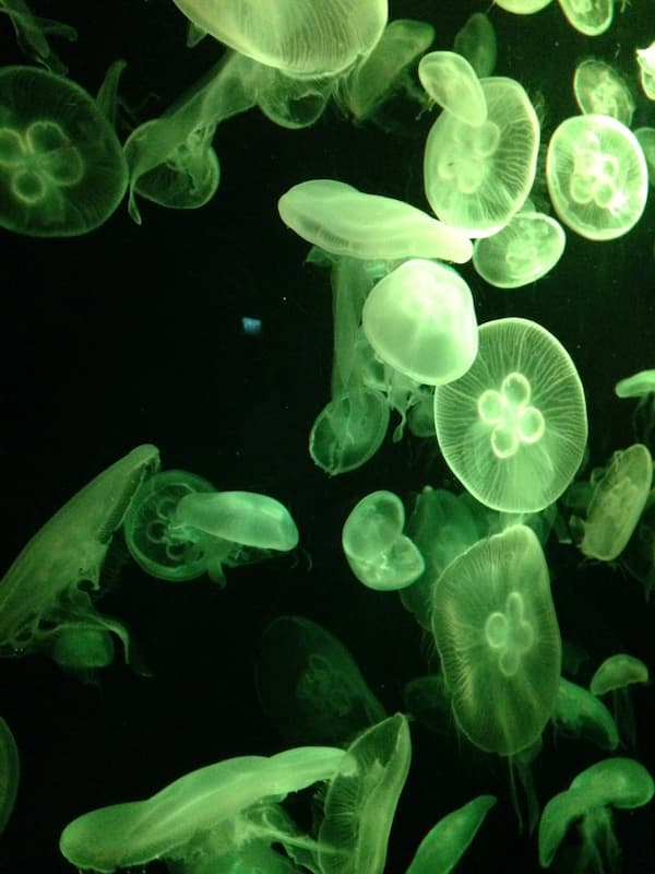 The yellow jellyfish